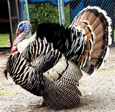 Turkeys for sale near me. Things To Know About Turkeys for sale near me. 